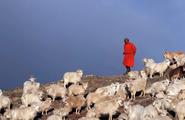Herders are trying to maintain their "sustainable" production with initial steps in pasture management amidst COVID 19