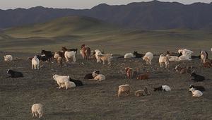Sustainable cashmere project: a "steppe" in the right direction