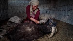 The True Cost of Cashmere