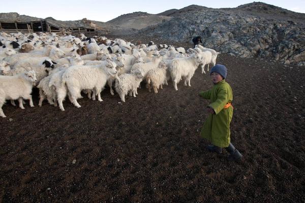 Cashmere goats of Mongolia
